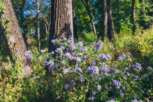 Fototapeta Naklejka Na Ścianę i Meble -  flowers and trees in the forest