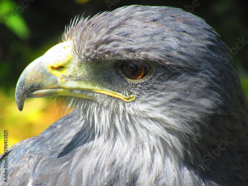 Tête d'aigle bleu avec un grand bec et un oeil perçant © Patrick