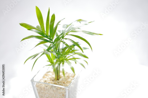 観葉植物