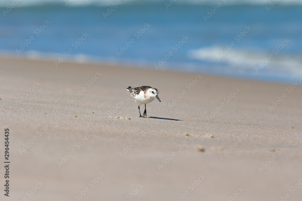 Sand Piper hunting for food in the sand along the Florida coastline at Playalinda Beach, Canaveral National Seashore. Sand Piper hunting for food in the sand along the Florida coastline at Playalinda Beach, Canaveral National Seashore.