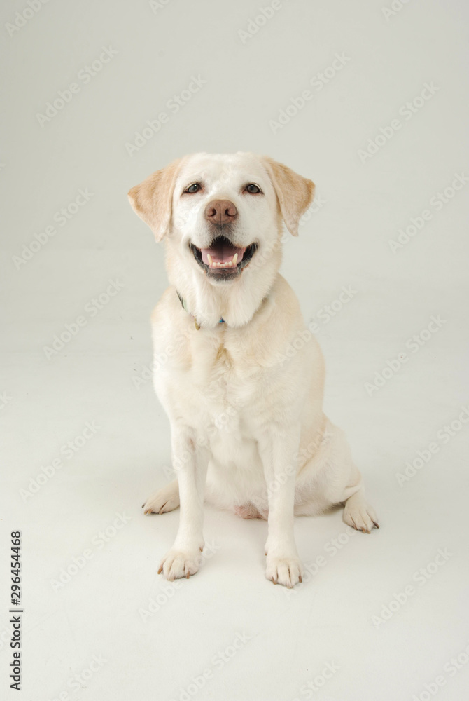 笑顔のラブラドール・レトリーバー