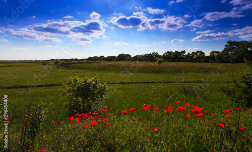 Beautiful pastoral scenery in early summer, with wild red poppy flowers along old railroad track