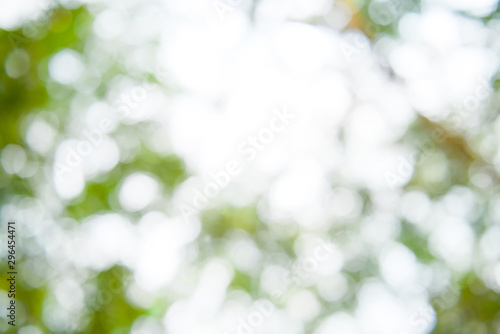 Natural green leaves bokeh, abstract blur background