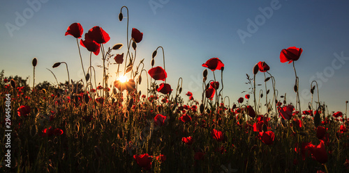 Rural fields in summer  with beautiful blooming wild red poppy flowers