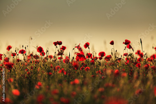 Wild red poppies at sunset, in a remote rural field in Eastern Europe
