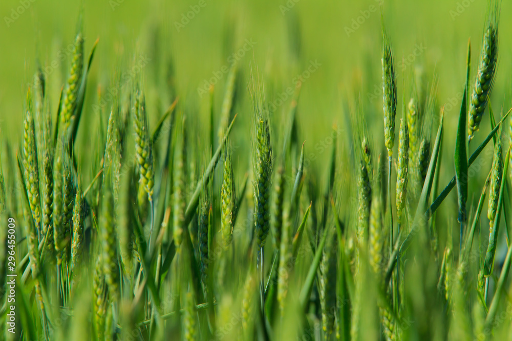 Rural scenery with green fields of wheat and rice, in early summer Rural scenery with green fields of wheat and rice, in early summer
