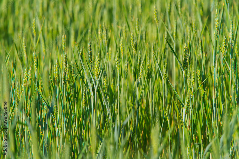 Obraz premium Rural scenery with green fields of wheat and rice, in early summer