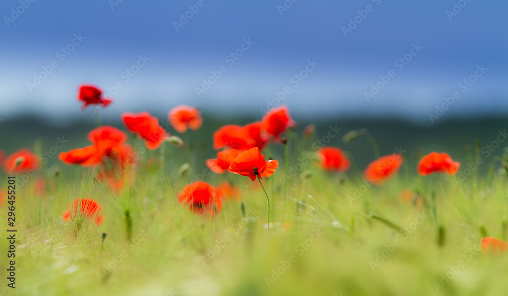 Obraz premium Rural fields in summer, with beautiful blooming wild red poppy flowers