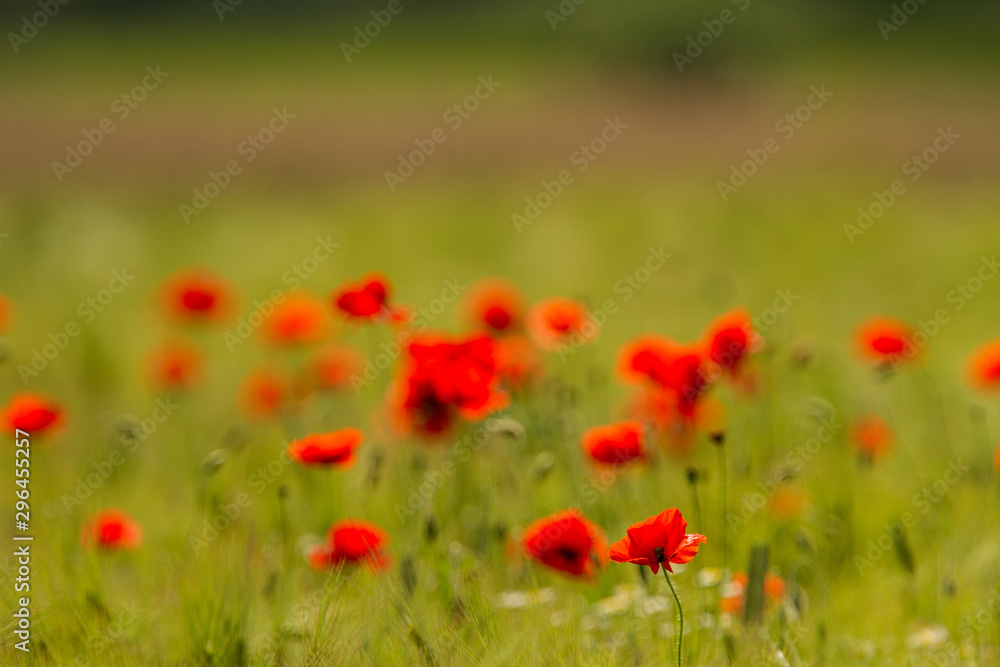 Rural fields in summer, with beautiful blooming wild red poppy flowers Rural fields in summer, with beautiful blooming wild red poppy flowers