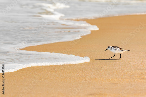 Sand Piper hunting for food in the sand along the Florida coastline at Playalinda Beach, Canaveral National Seashore.