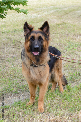 ジャーマン シェパード Stock Photo Adobe Stock