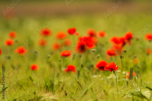 Wiejskie pola w lecie, z pięknymi kwitnącymi dzikimi czerwonymi kwiatami maku