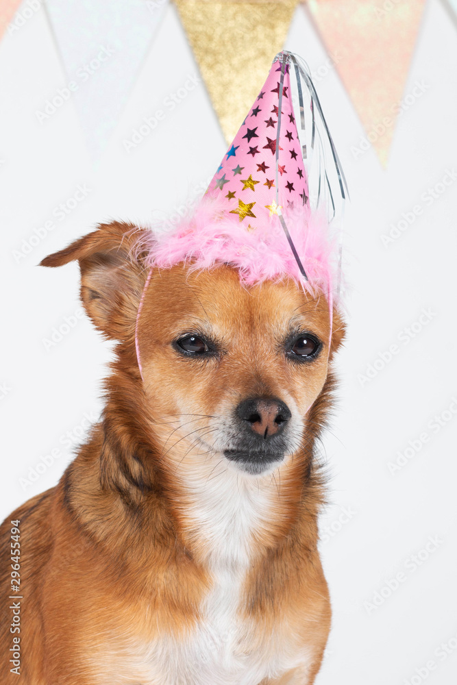 Birthday Pup foto de Stock | Adobe Stock