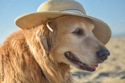 Older Golden Retriever dog wearing a sun hat at the beach.