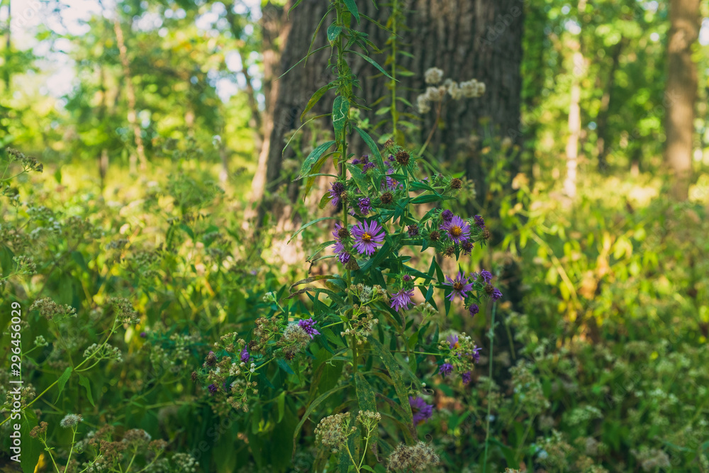 Fototapeta premium wild purple aster flowers in the woods next to a large tree