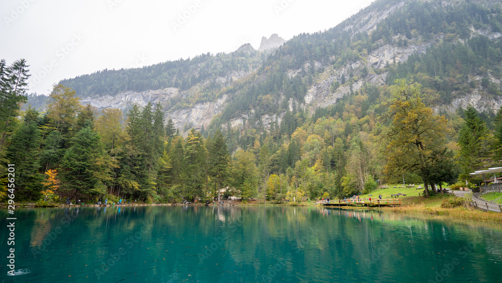 A drizzling day in beautiful blausee lake with misty. Trout fish seen through clear water in autumn season, Kandergrund, Switzerland