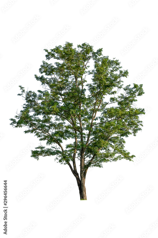 Obraz premium tree isolated on white background