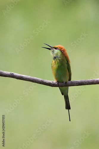 Bee-Eater on a branch