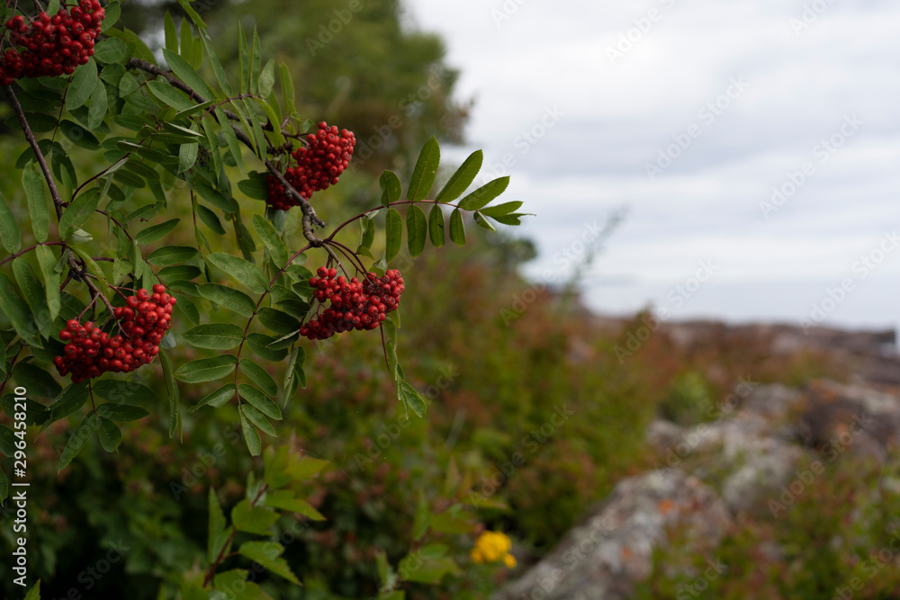 red berries on a tree red berries on a tree