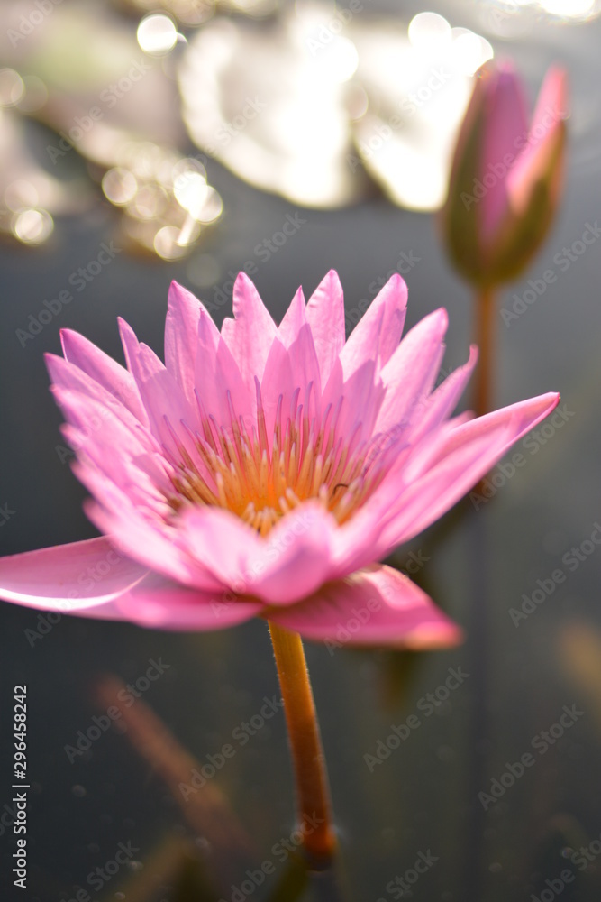 Lotus flowers in the pond in the evening.