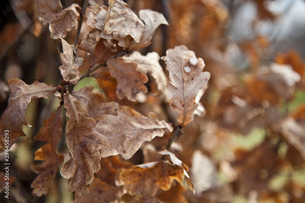 Autumn leaves oak Autumn leaves oak