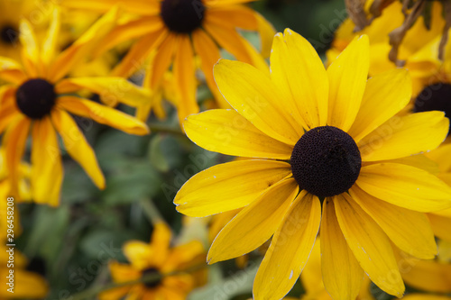 Brown eyed susan yellow daisy