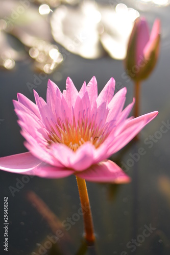 Lotus flowers in the pond in the evening.