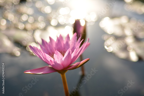 Lotus flowers in the pond in the evening.