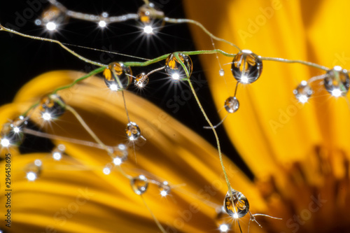 dew and yellow flower