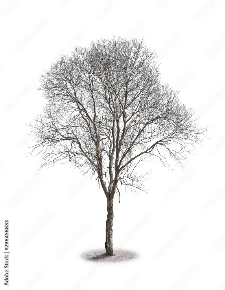 Fototapeta premium Dead tree isolated on white background