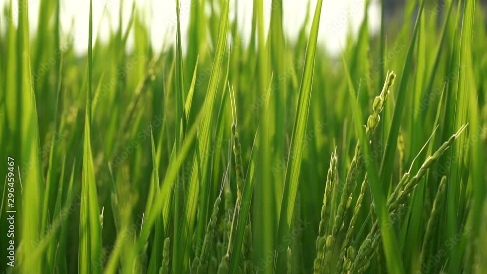 Japanese rice field in the middle of a city
Slow Motion (120fps) Japanese rice field in the middle of a city
Slow Motion (120fps)