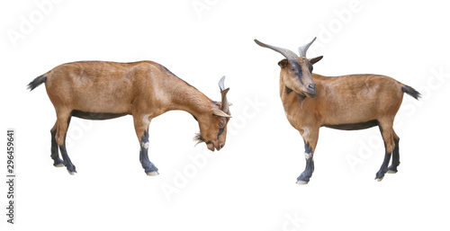 goat isolated on white background including clipping path