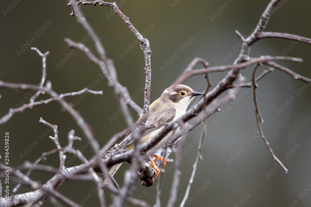 Brown-headed Honeyeater in Australia Brown-headed Honeyeater in Australia