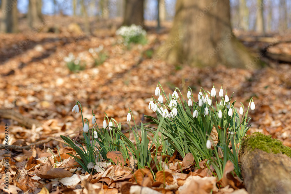 Schneeglöckchen im Wald Schneeglöckchen im Wald