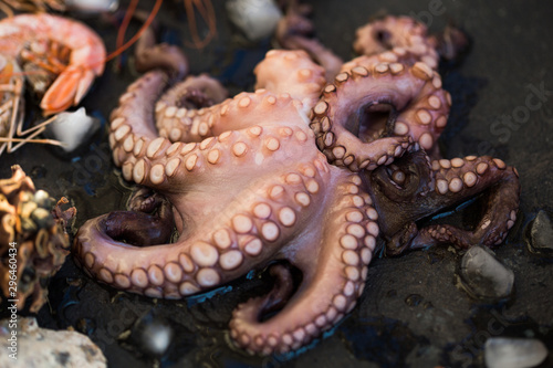 fresh octopus on black stone table 