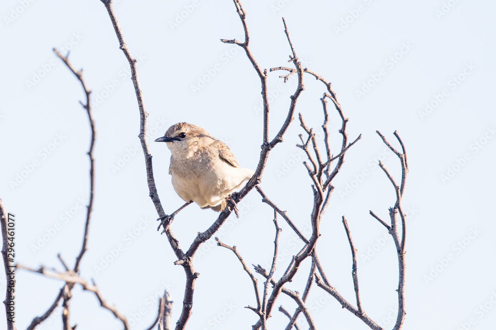 Rufous Songlark in Australia Rufous Songlark in Australia