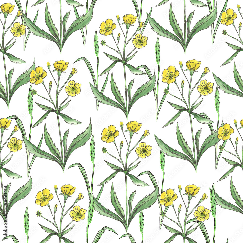 Seamless pattern of buttercus on a white background Seamless pattern of buttercus on a white background