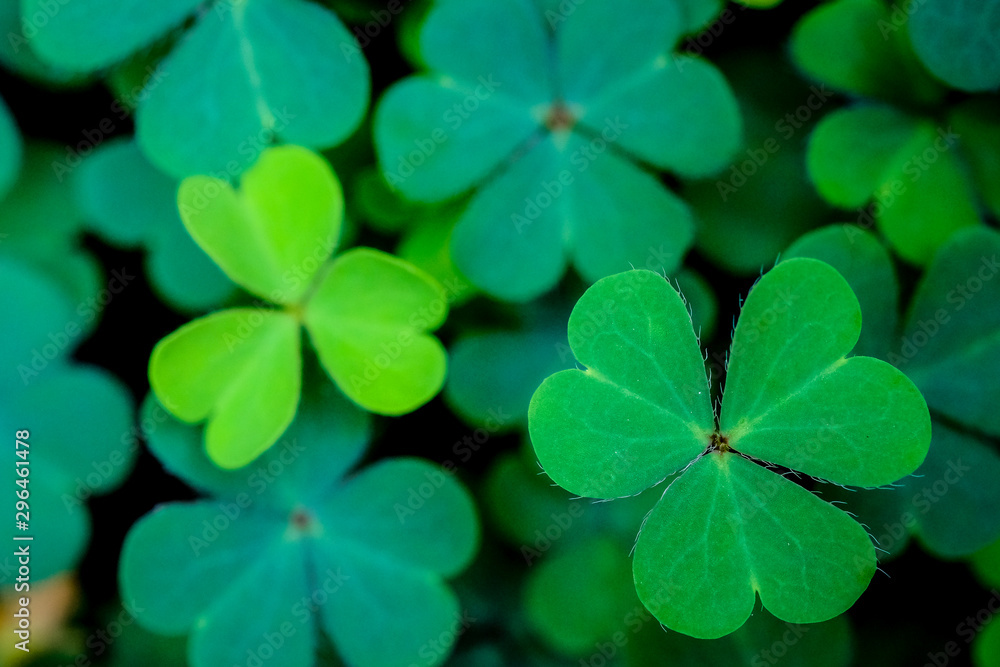 Green clover leaf isolated on white background. with three-leaved shamrocks. St. Patrick's day holiday symbol. Green clover leaf isolated on white background. with three-leaved shamrocks. St. Patrick's day holiday symbol.