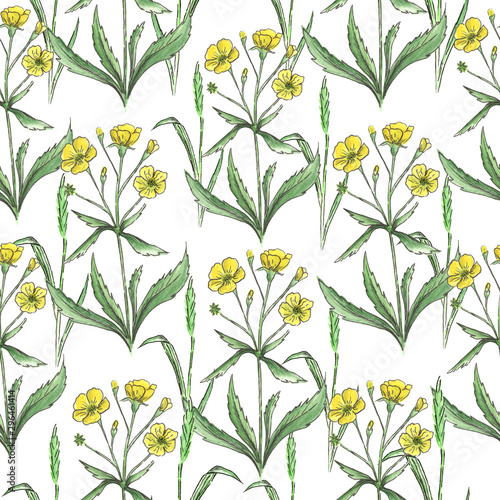 Seamless pattern of buttercus on a white background