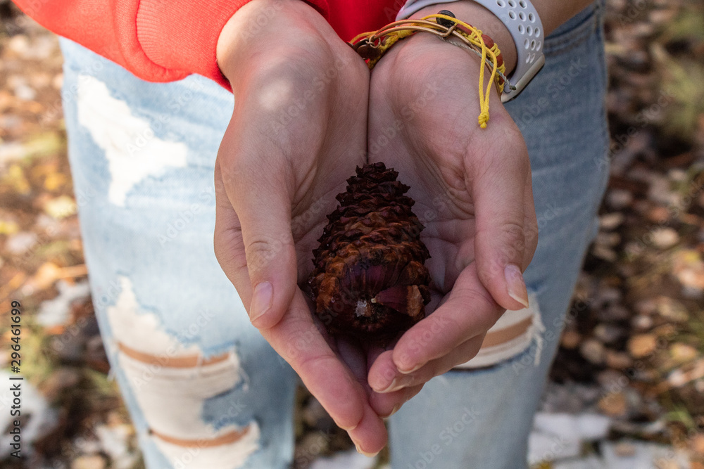 Hands Holding Small Acorn In Forest Hands Holding Small Acorn In Forest