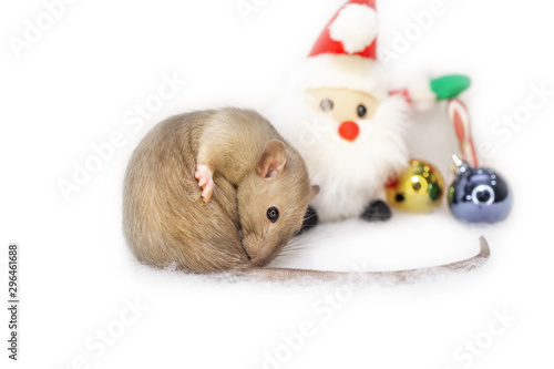  decorative cute brown rat around with a Christmas decor and Santa Claus on a white isolated background. The rat is a symbol Of the new year 2020