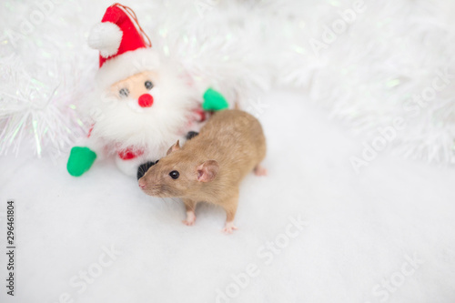 decorative cute brown rat around with a Christmas decor and Santa Claus. The rat is a symbol Of the new year 2020