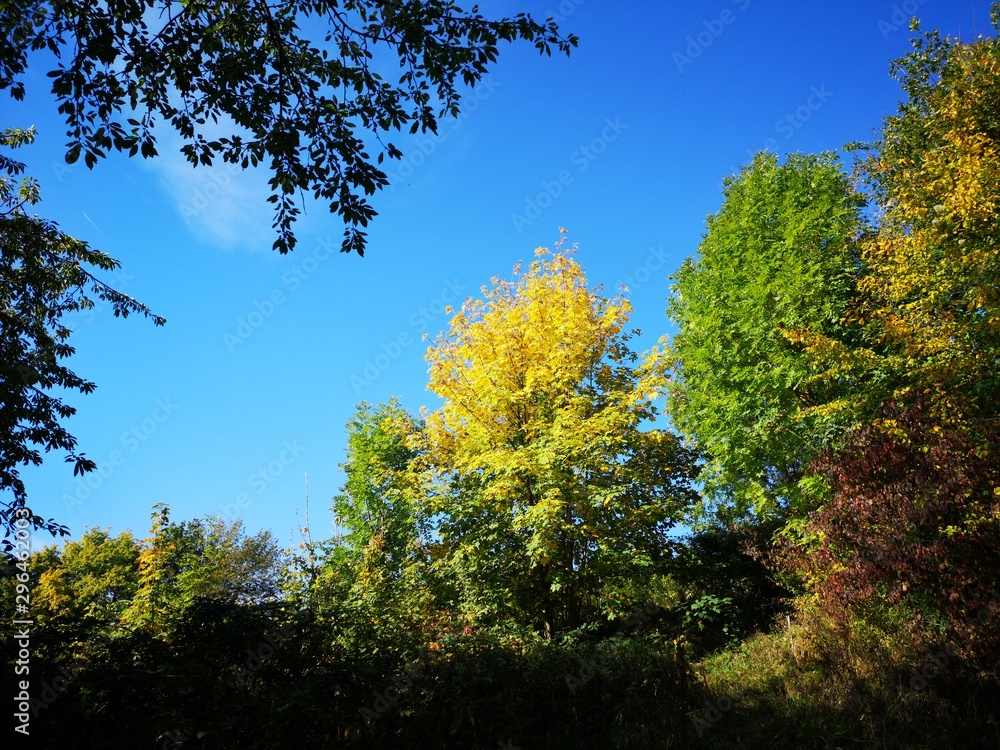 Fototapeta premium Herbstwald Wanderung