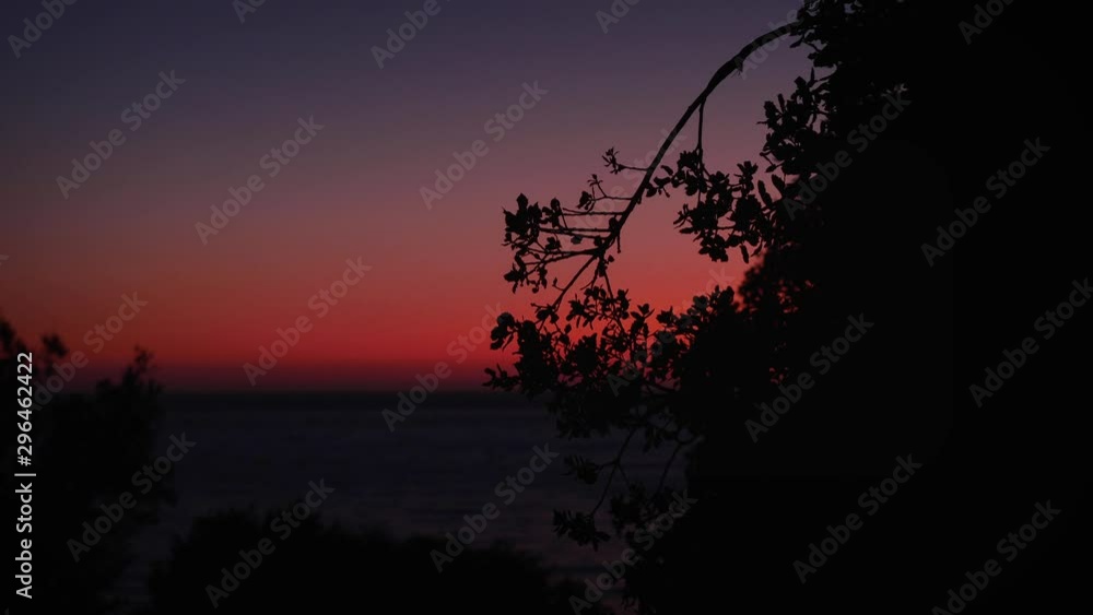 Silhouette of a bush in front of the sea at dusk Silhouette of a bush in front of the sea at dusk