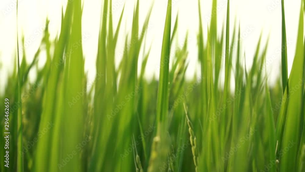 Japanese rice field in the middle of a city
Slow Motion (120fps) Japanese rice field in the middle of a city
Slow Motion (120fps)