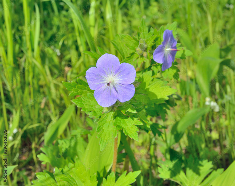 Fototapeta premium Wild geranium 1
