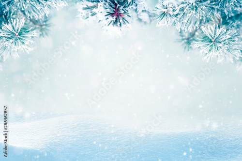 Winter background, falling snow on pine tree branches copy space 