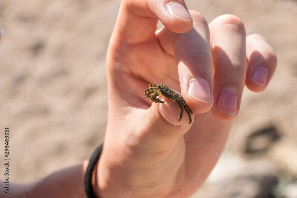 man holds a small crab in his hand man holds a small crab in his hand