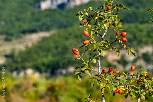 Dog Rose in Verdon Gorge  Gorges du Verdon in Provence  France