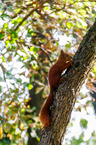 Red squirrel or Eurasian red squirrel  Sciurus vulgaris  on a tree